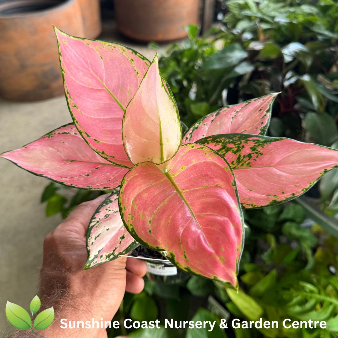 Enliven - Aglaonema commutatum Auspicious Red