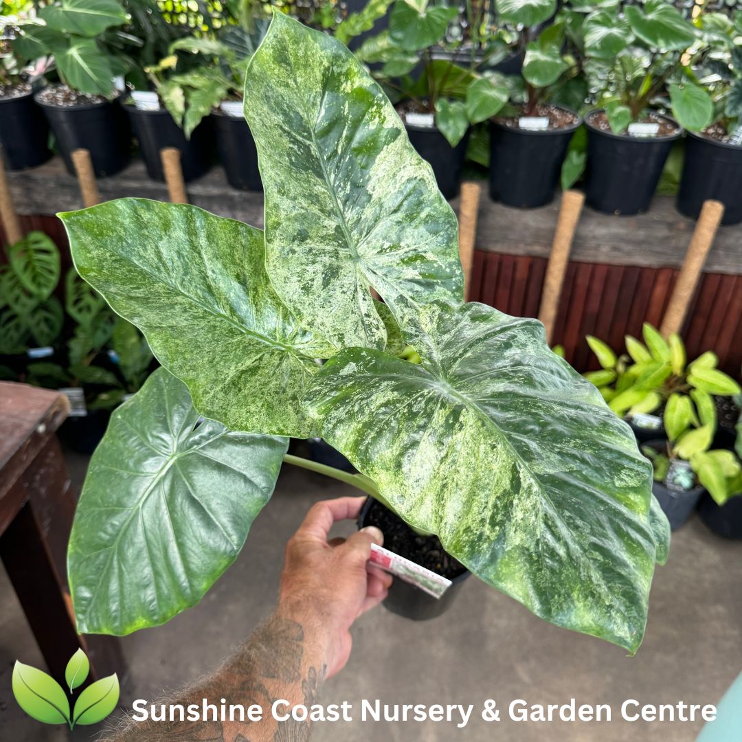 Enliven - Alocasia macrorrhizos tricolour variegata