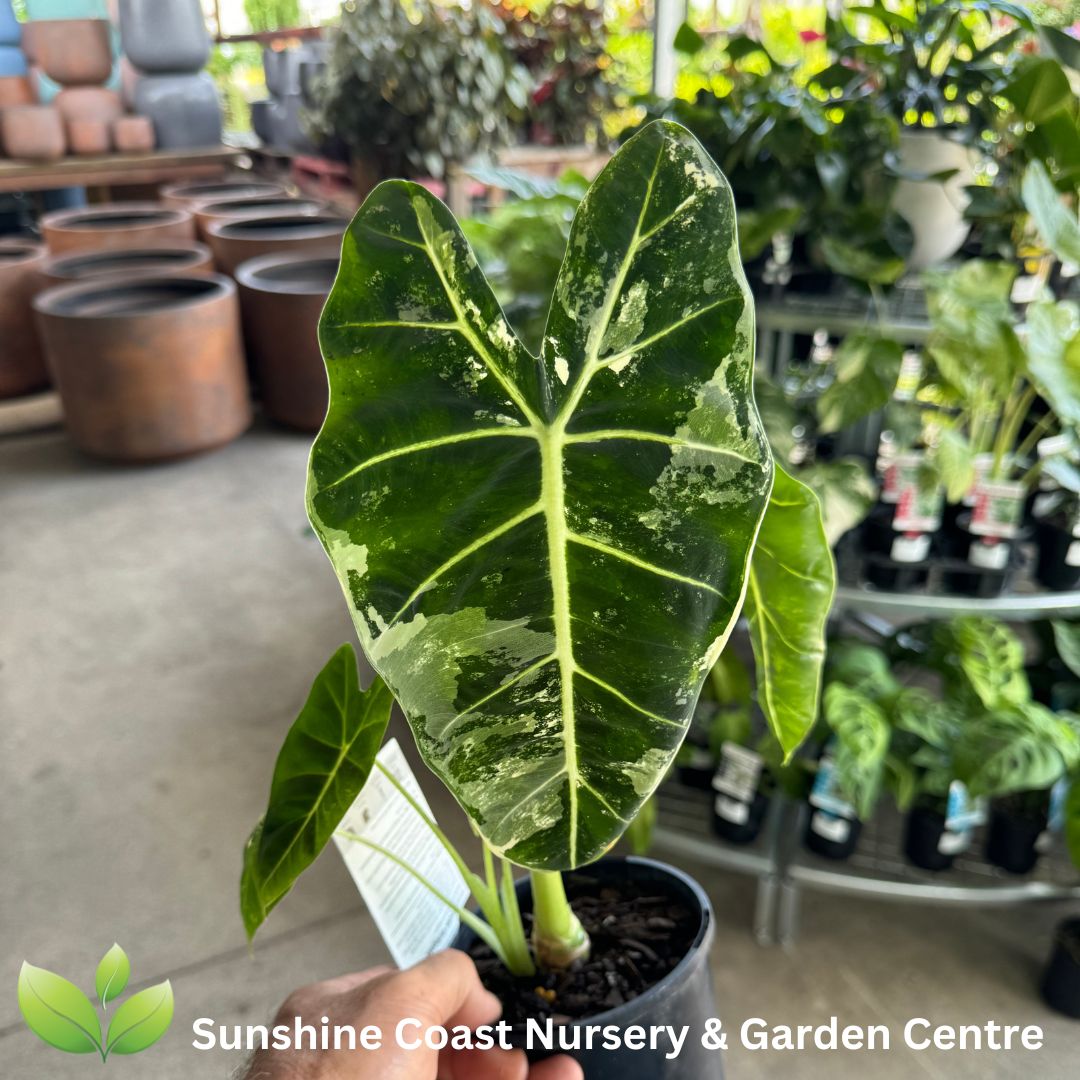 Enliven - Alocasia micholitziana Frydek Variegata