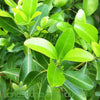 Beach Acronychia (Logan Apple) also known as Fraser island apple is an Australian Bush tucker plant  grows to approx 4 - 6.0m on the Sunshine Coast x 2-3m wide. in perfect conditions it can grow to approx 9m tall however most common heights are around 4-5 m