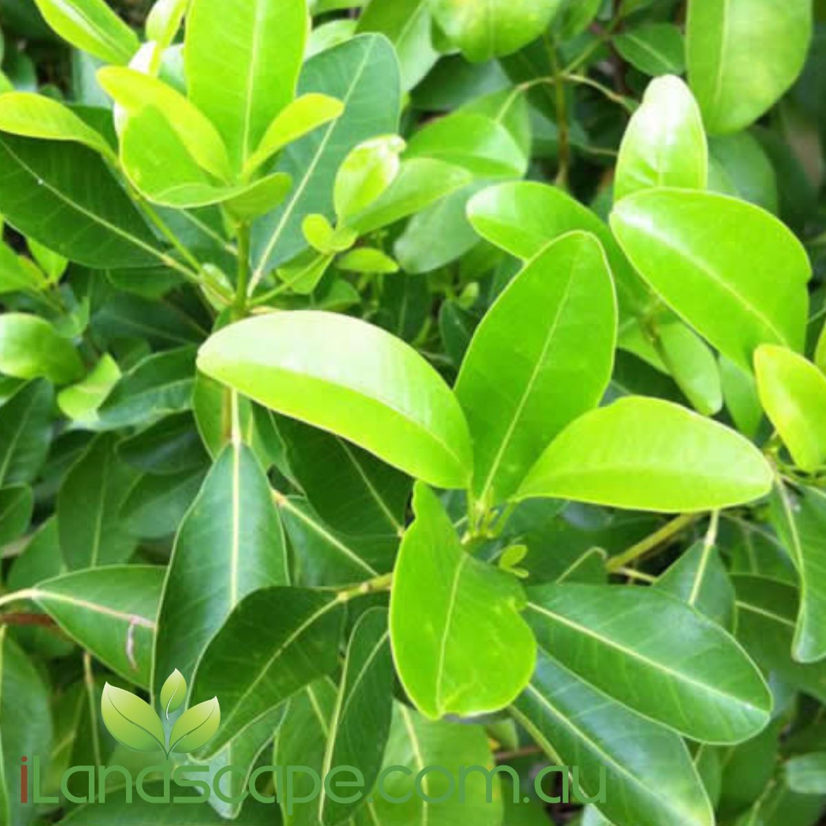 Beach Acronychia (Logan Apple) also known as Fraser island apple is an Australian Bush tucker plant  grows to approx 4 - 6.0m on the Sunshine Coast x 2-3m wide. in perfect conditions it can grow to approx 9m tall however most common heights are around 4-5 m