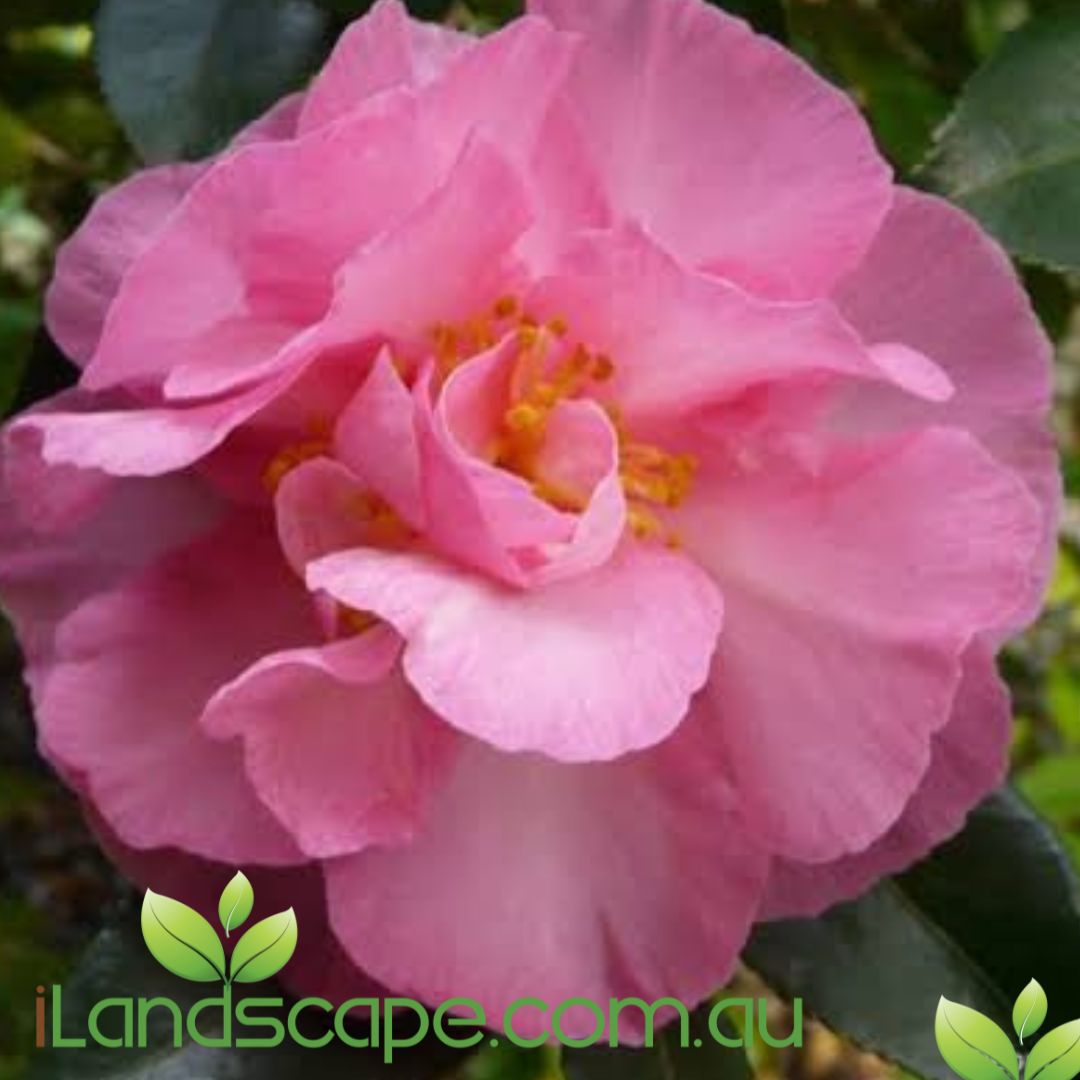 Camellia sasanqua Bert Jones