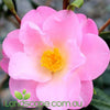 Camellia japonica Nicky Crisp