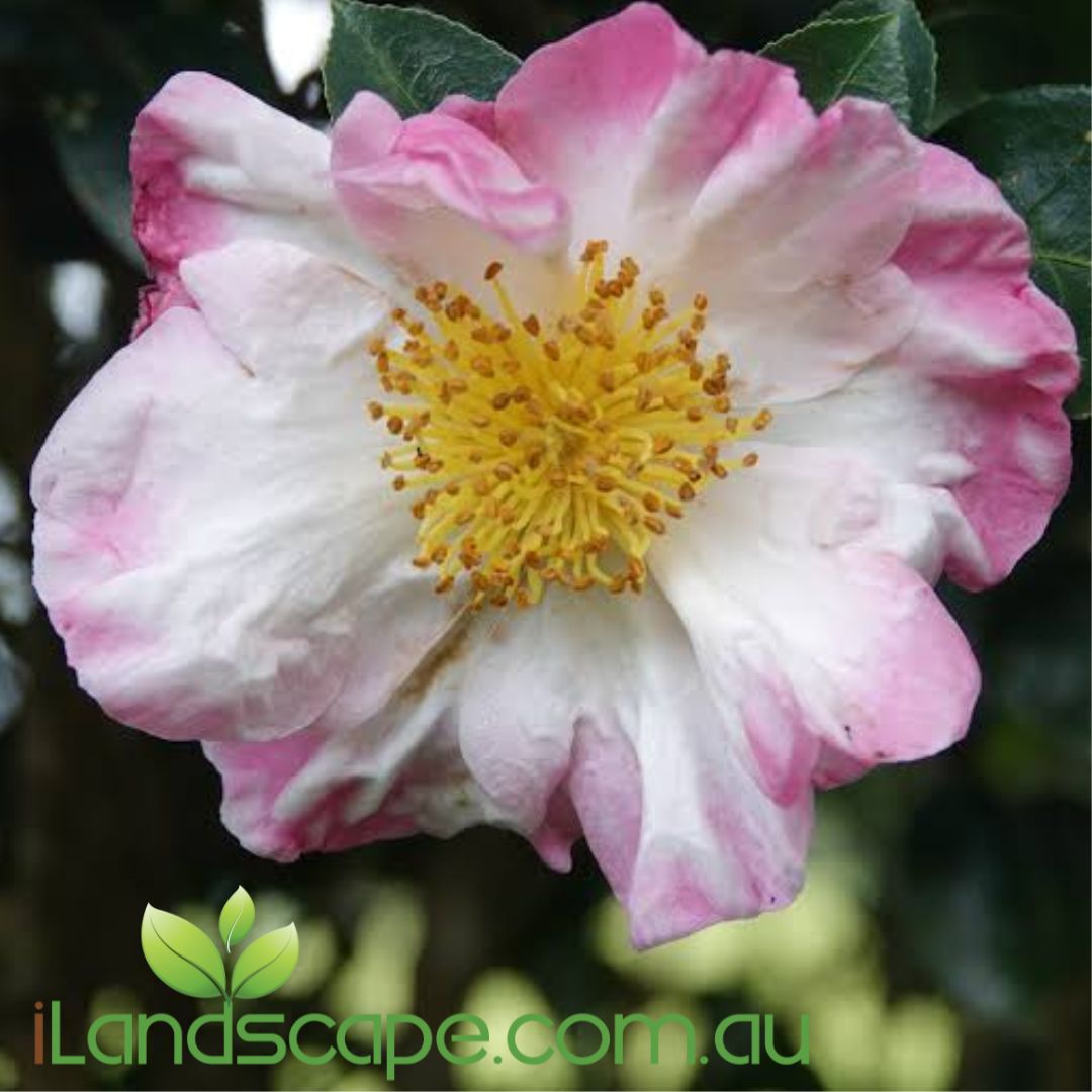 Camellia sasanqua Wahroonga