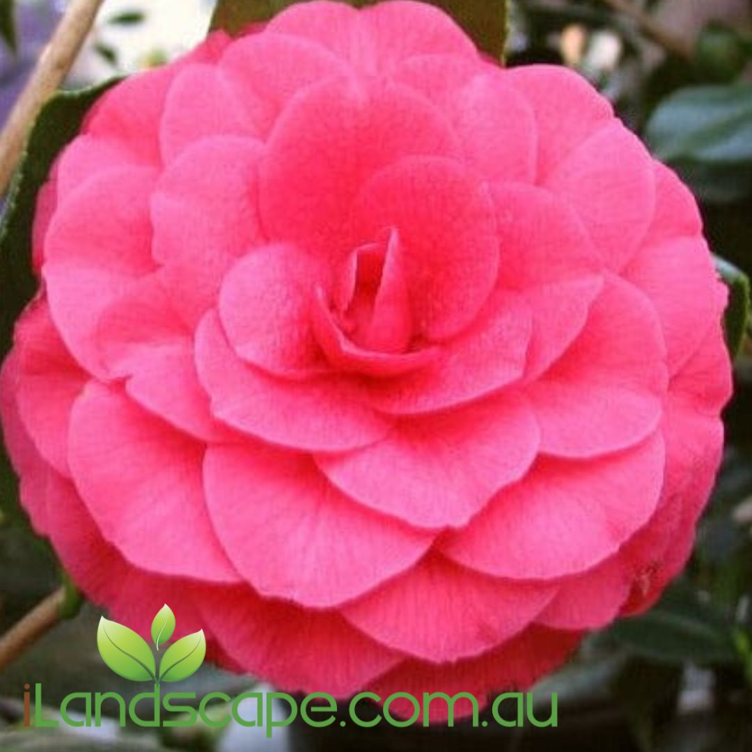 Camellia japonica CM Hovey
