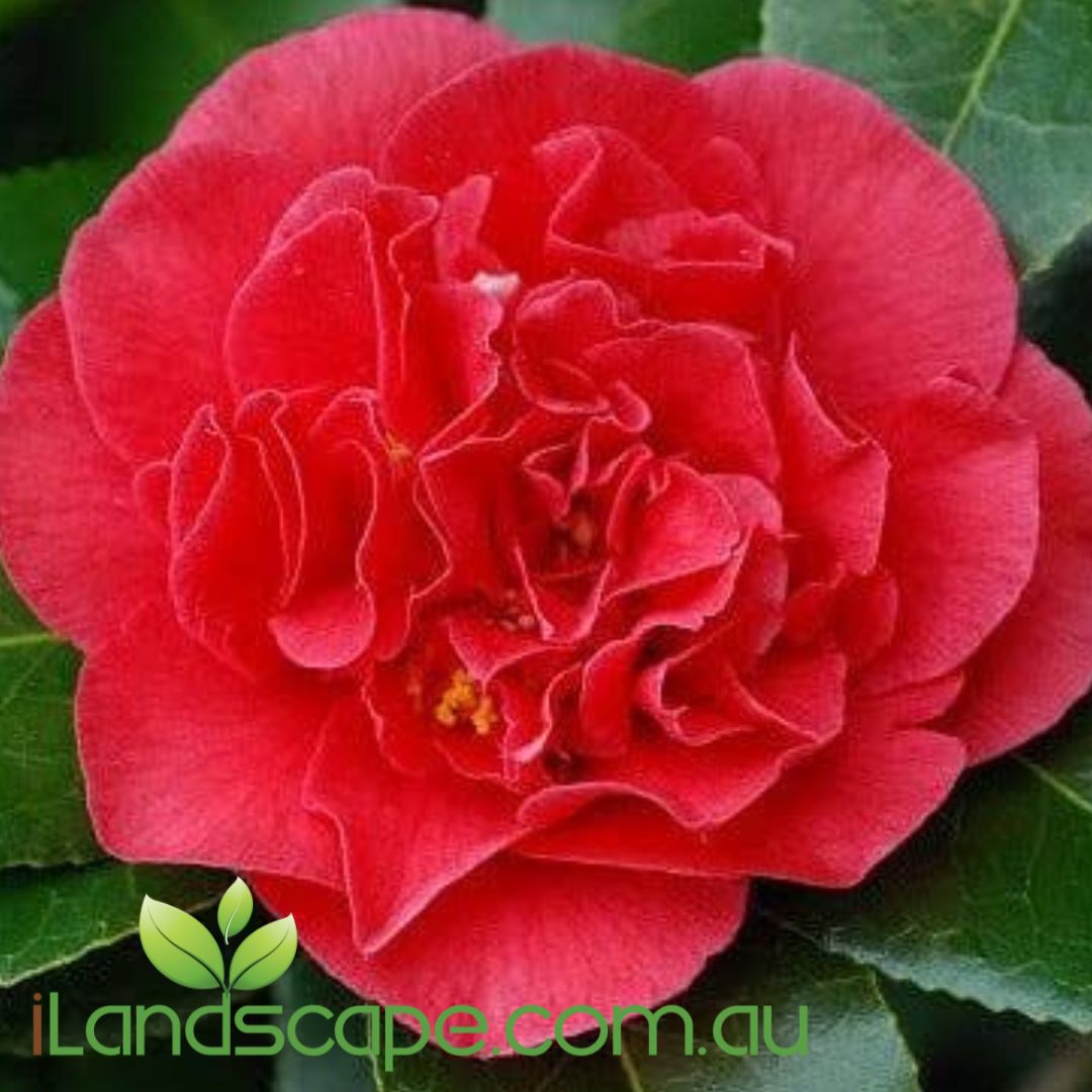 Camellia japonica Kramers Supreme