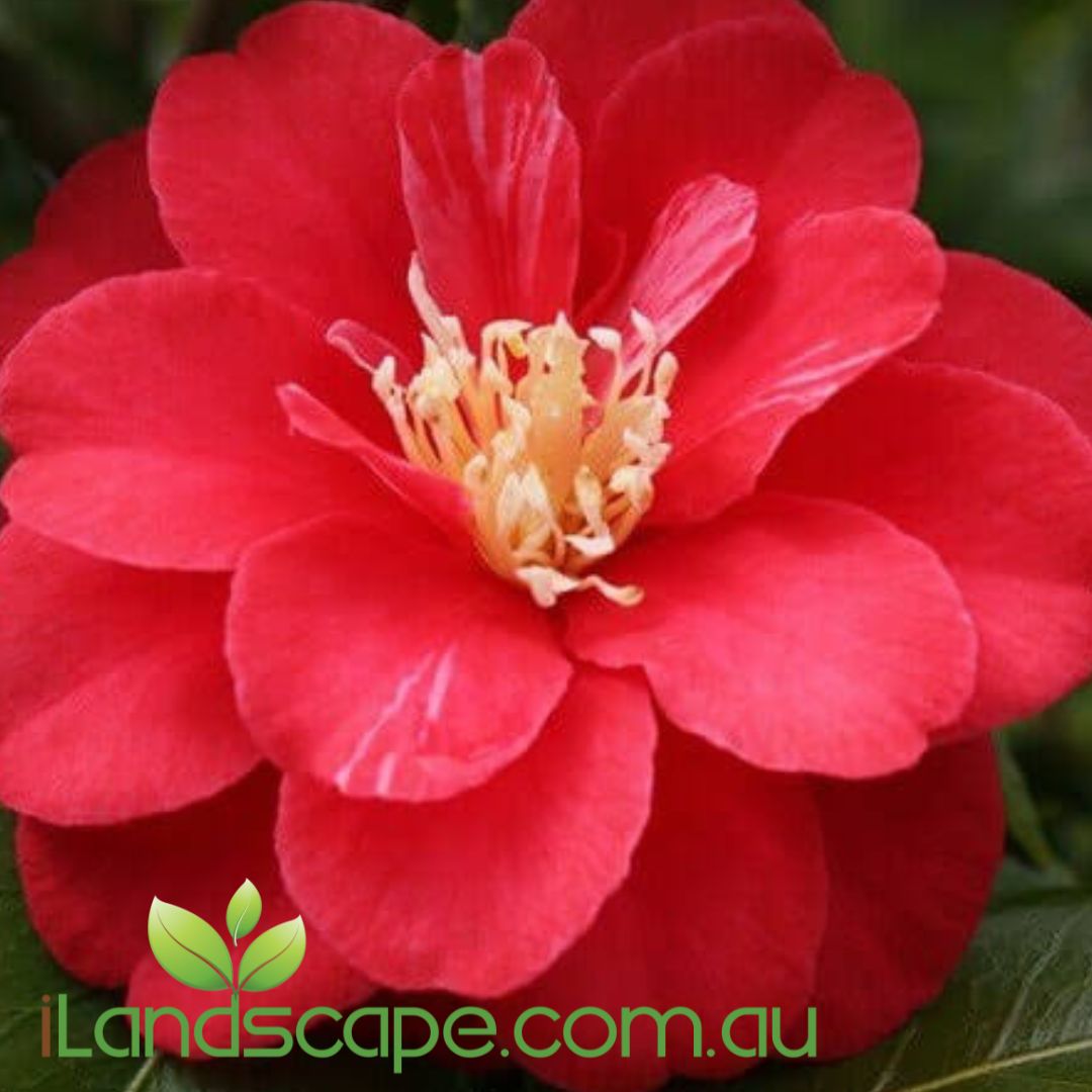 Camellia japonica Little Red Riding Hood