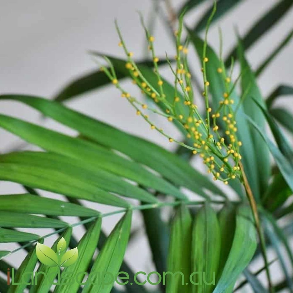 Chamaedorea Elegans (Parlour palm)