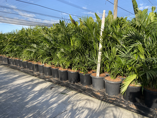 Chamaedorea cataractarum - Cascade Palm
