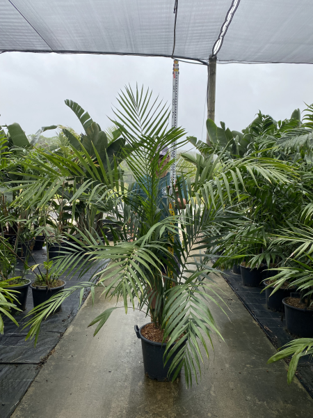Chamaedorea hooperiana - Hooper's Palm
