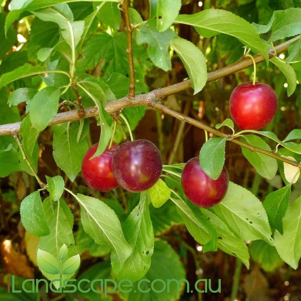 Plum - Sugar Plum Prunus domestica