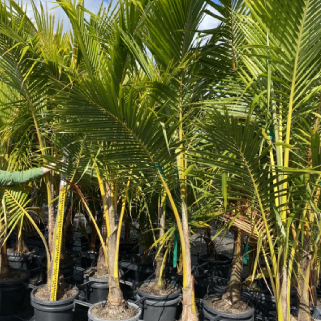 Cocos nucifera - Regular coconut palm