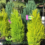 Cupressus Lemon Scents is a hardy evergreen conifer that has bright golden lemon scented yellow foliage   Grows approx 2.5m tall x 1-1.5m wide   grows best in a well ventilated areas in free draining soils and in full sun   water well in dry conditions and mulch the surrounding areas 