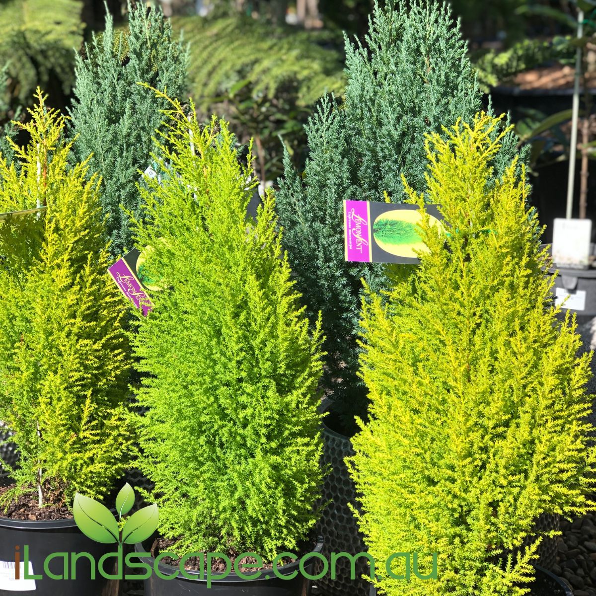 Cupressus Lemon Scents is a hardy evergreen conifer that has bright golden lemon scented yellow foliage   Grows approx 2.5m tall x 1-1.5m wide   grows best in a well ventilated areas in free draining soils and in full sun   water well in dry conditions and mulch the surrounding areas 