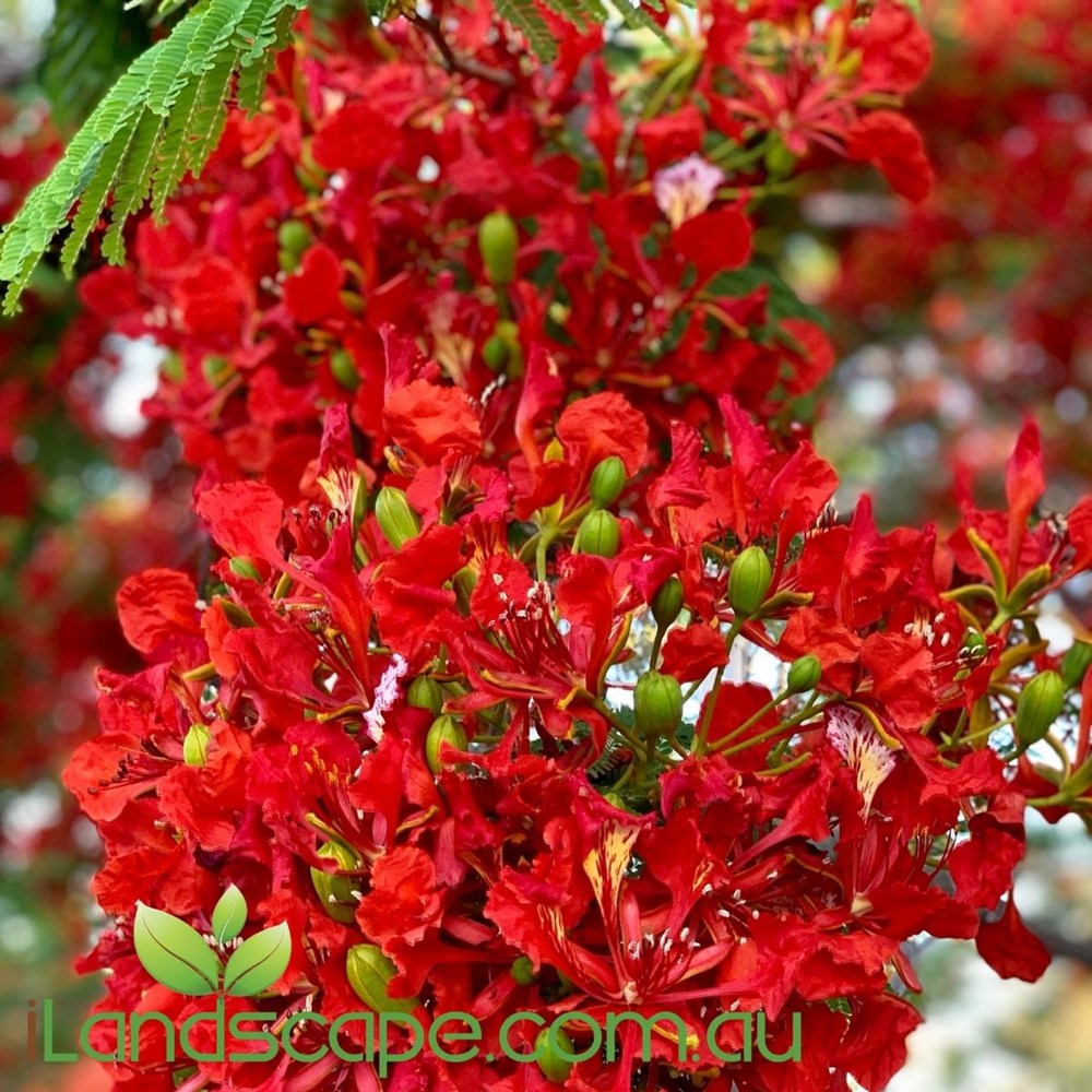 Delonix Regia "Royal Poinsiana"