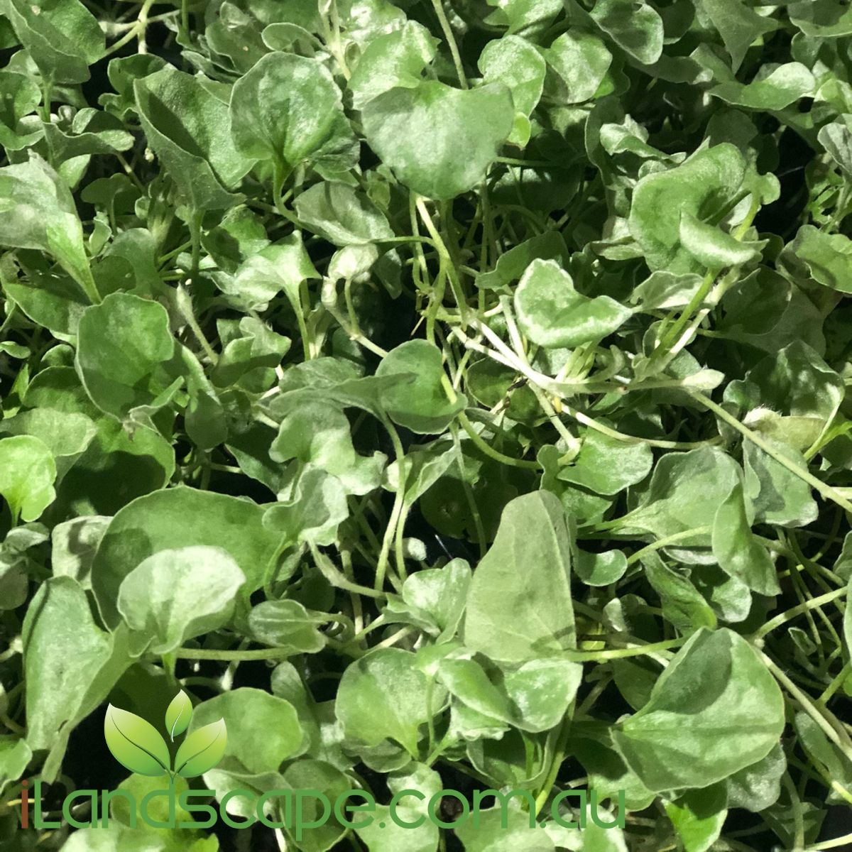 Dichondra Silver Falls is a trailing plant with oval-shaped silver leaves.  Fast, very hardy little grower and is idealistically suited for around pots or in hanging baskets, excellent trailing plant over rock walls etc