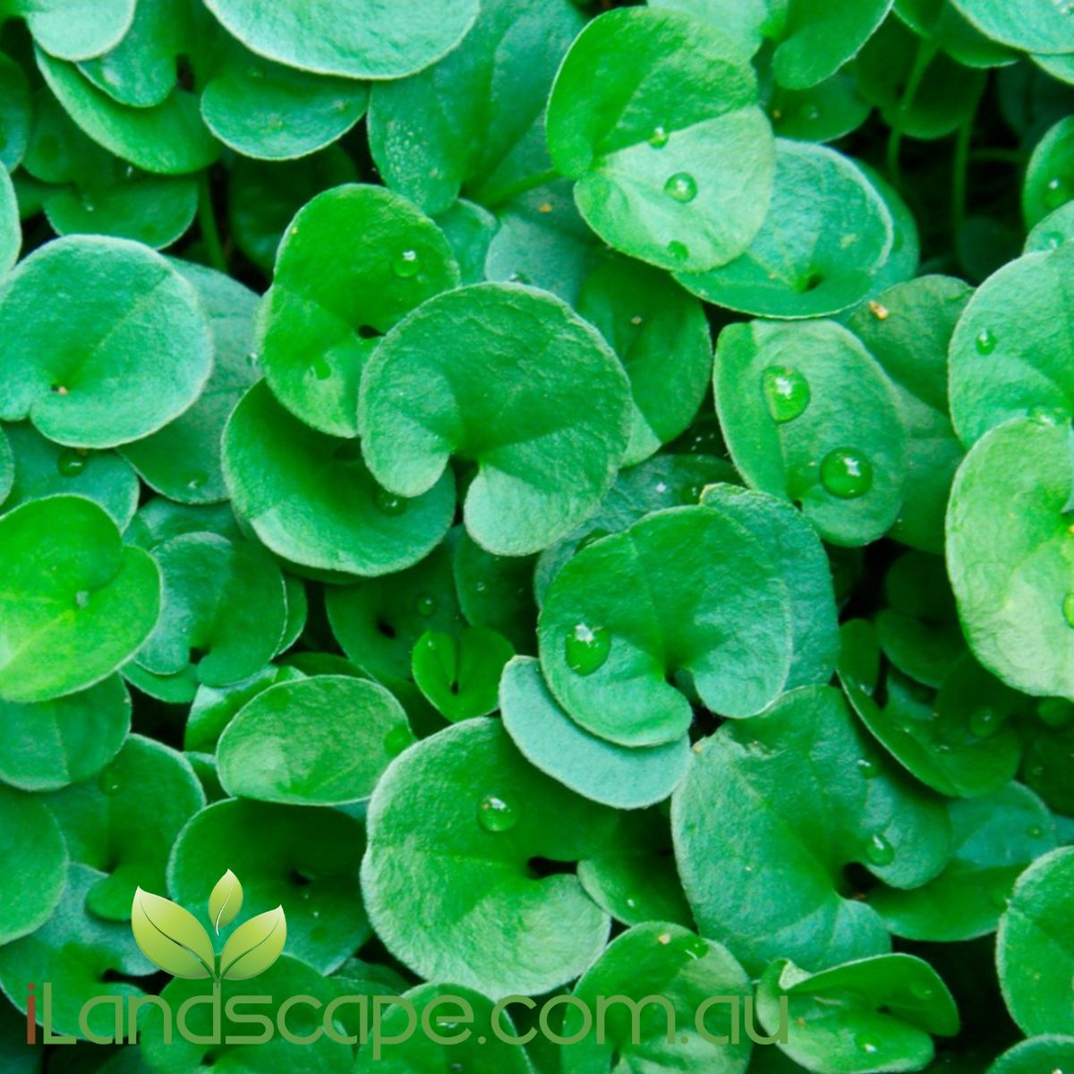 Dichondra repens is a trailing plant with oval-shaped pre green leaves. Also known as Kidney weed as its beautiful green leaves are shaped like a kidney  Fast, very hardy little grower and is idealistically suited for around pots or in hanging baskets, excellent trailing plant over rock walls or in between pavers and concrete pathways etc  grows best in a shade to part shade environment however it can handle more sun if fed regularly and watered when required 