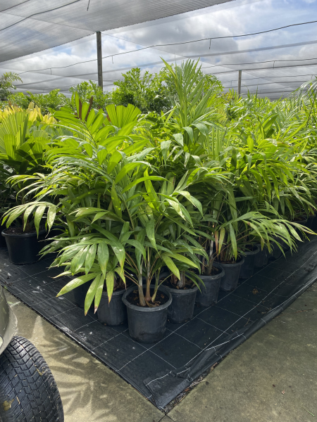 Dypsis cabadae (syn. Chrysalidocarpus cabadae) - Cabada Palm