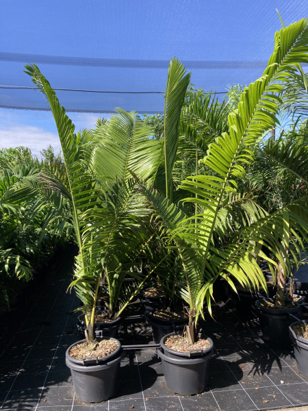 Dypsis lastelliana (syn. Chrysalidocarpus lastelliana) - Teddy Bear Palm