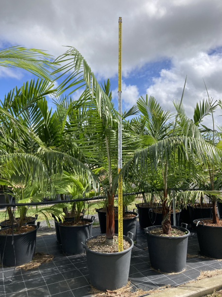 Dypsis leptocheilos (syn. Chrysalidocarpus leptocheilos) - Red Neck Palm