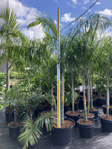 Dypsis plumosa (syn. Chrysalidocarpus plumosa) - Silver Palm
