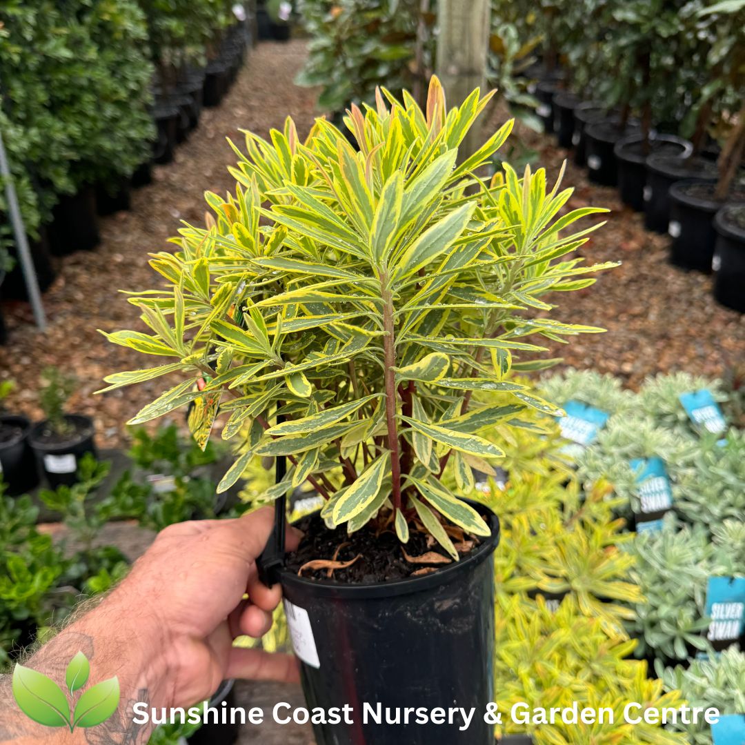 Euphorbia Ascot Rainbow