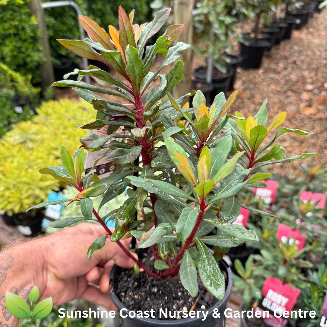 Euphorbia amygdaloides Ruby Glow