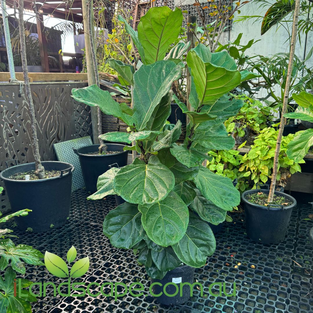 Ficus Lyrata (Fiddle Leaf Fig)