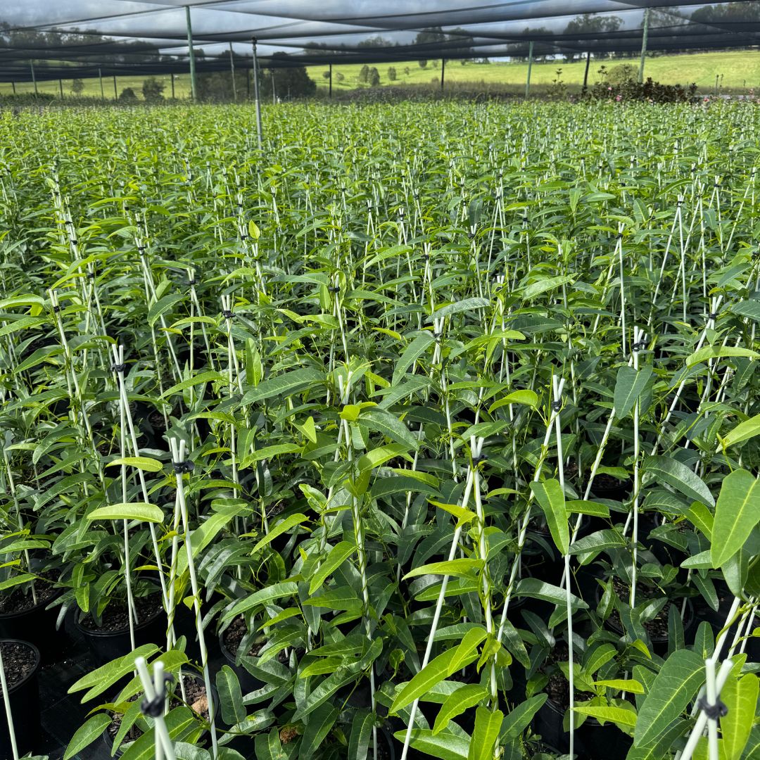 Hardenbergia 'White Out'