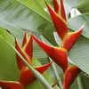 Heliconia Kawauchi