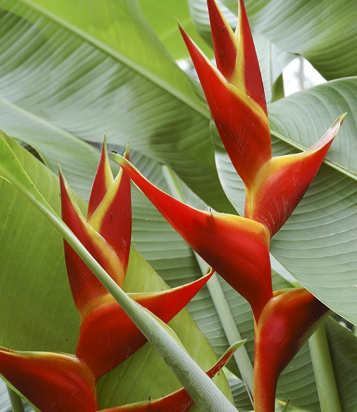 Heliconia Kawauchi