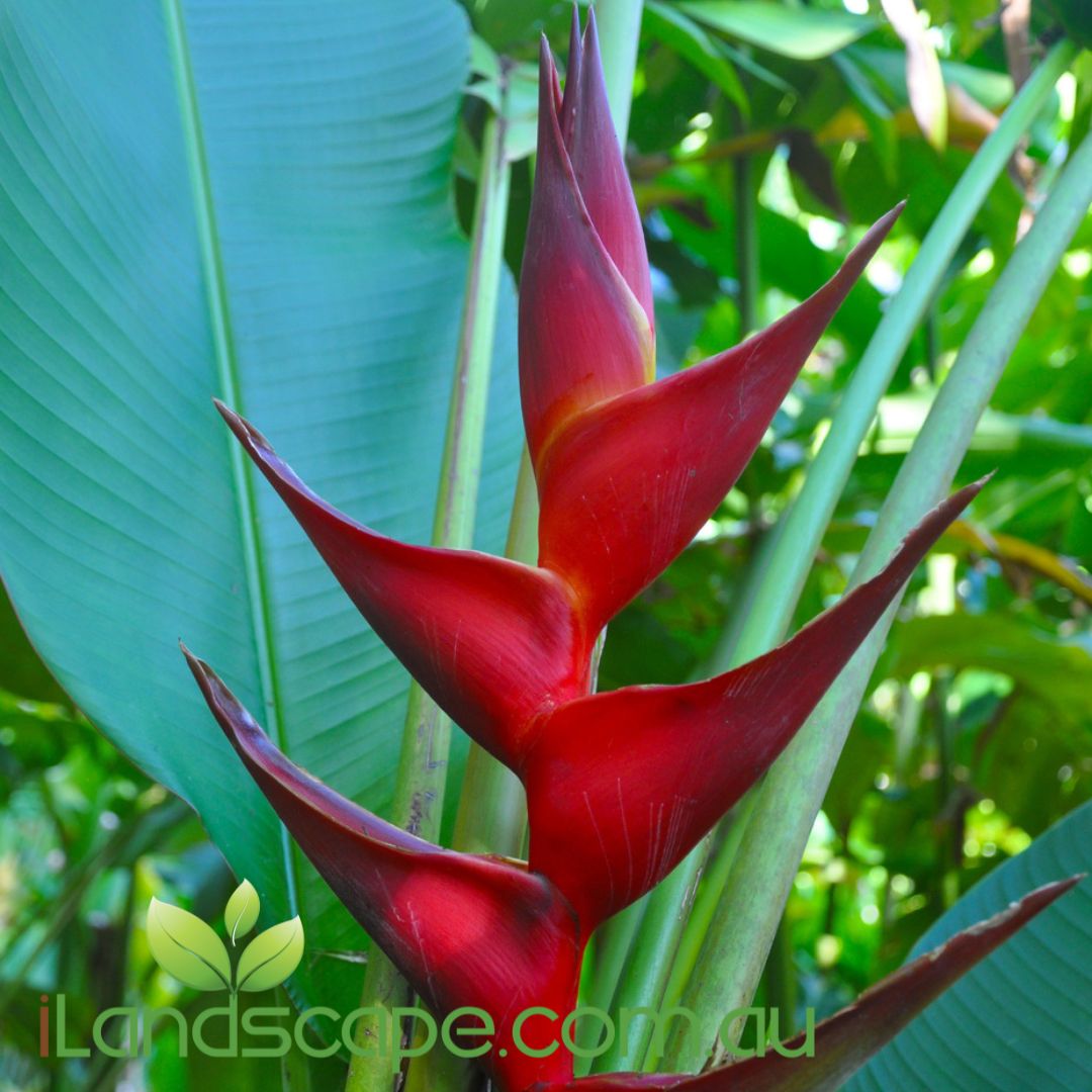 Heliconia Black Cherry