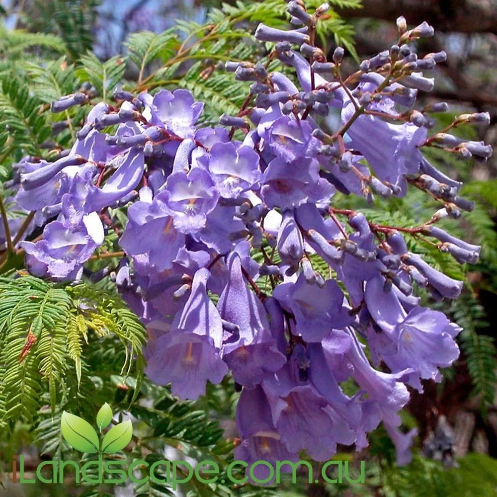 Jacaranda Mimosafolia - Purple flowers