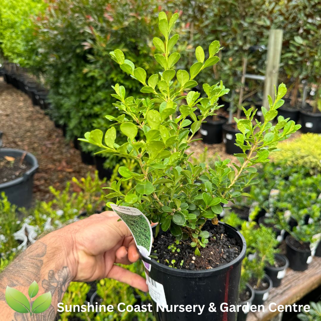 Buxus microphylla japonica Japanese Box