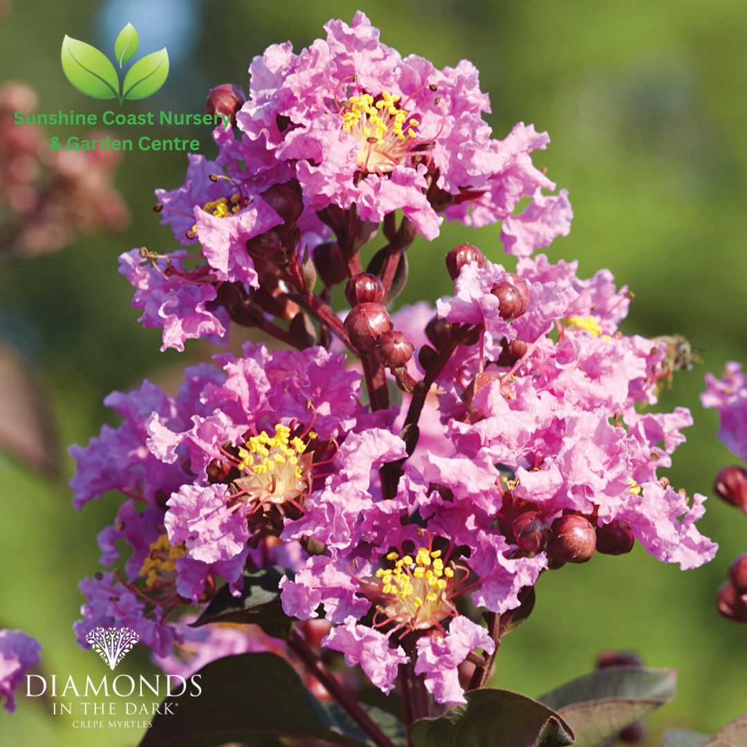 Lagerstroemia - Diamonds in the Dark 'Lavender Lace'- crepe myrtle