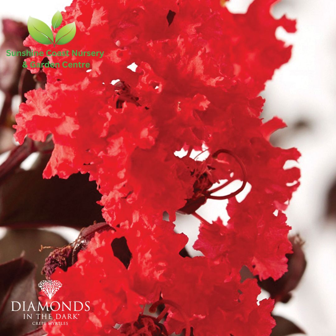 Lagerstroemia - Diamonds in the Dark 'Best Red' - crepe myrtle