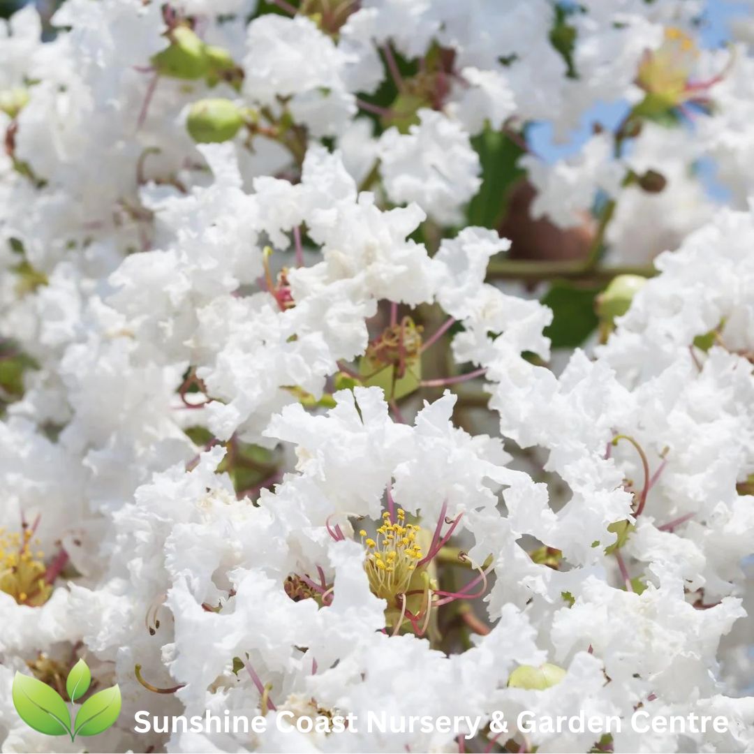 Lagerstroemia indica 'Acoma' Crepe Myrtle – iLandscape