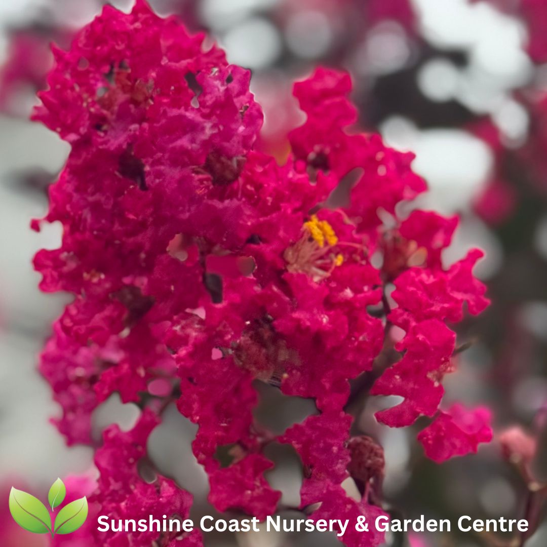 Lagerstroemia indica 'Tonto' Crepe Myrtle