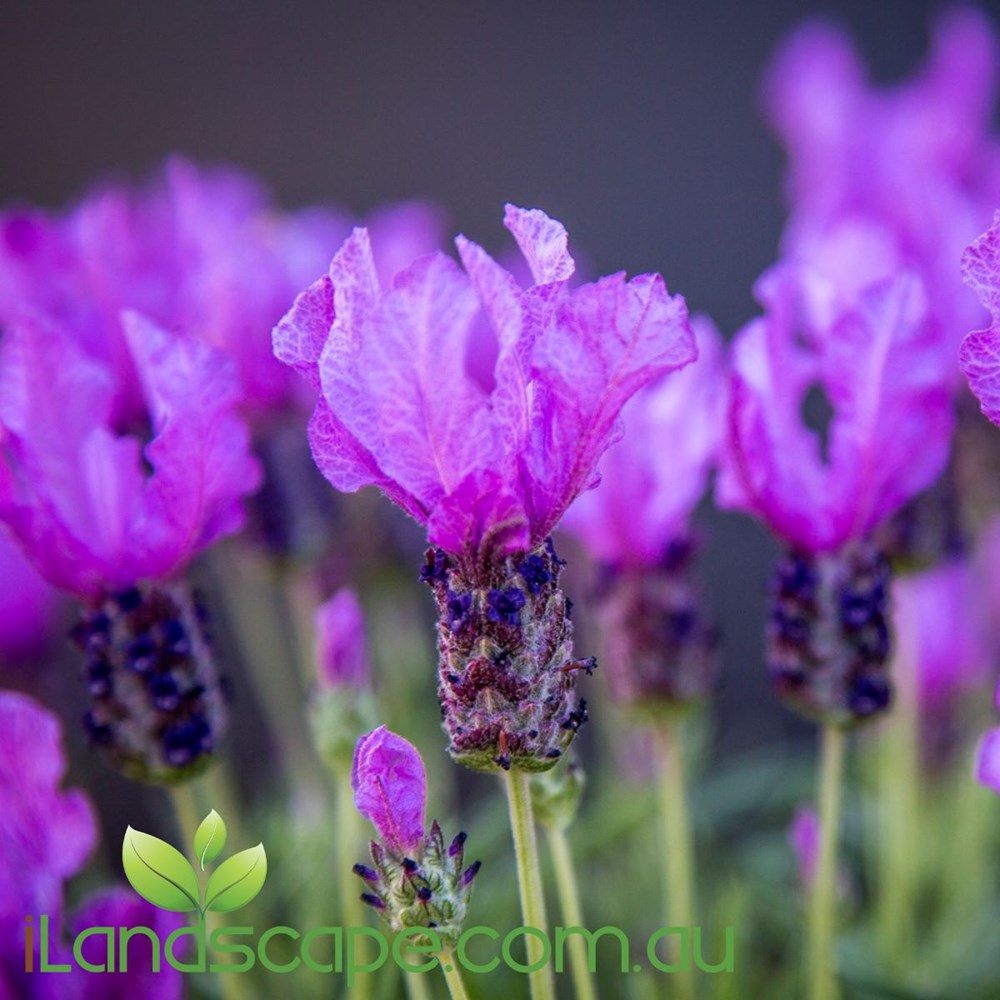 Lavendula Fairy Wings 'Spellbound'