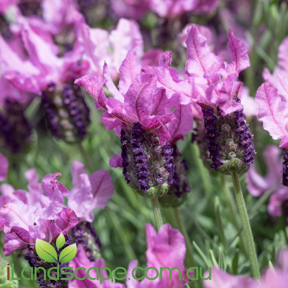 Lavendula 'Pink Lace'