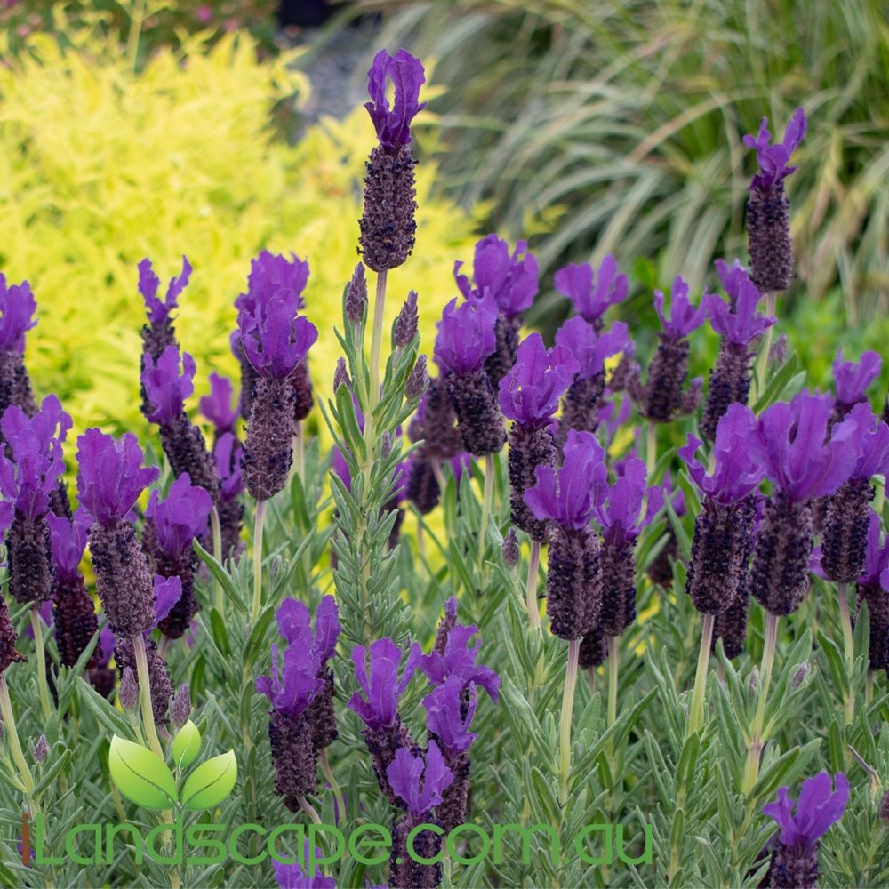 Lavendula 'Purple Reign'