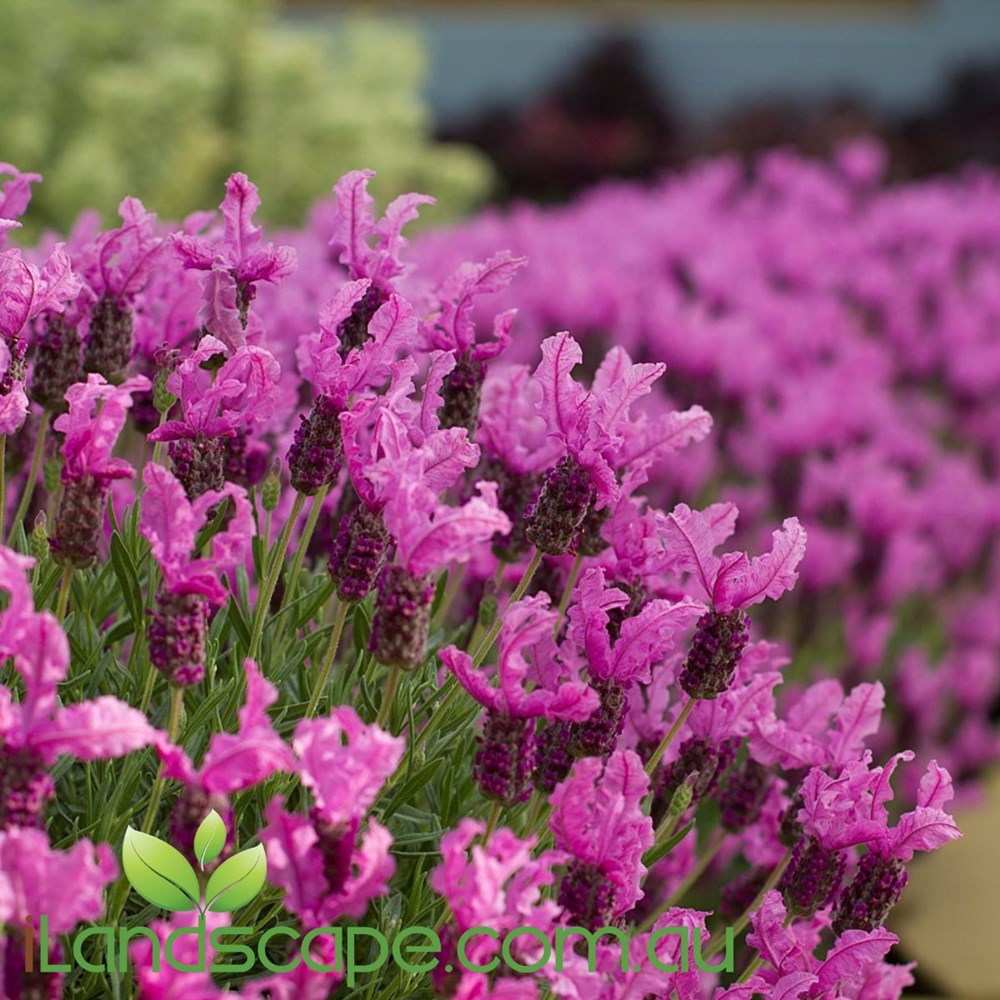 Lavendula 'The Princess Lavender'