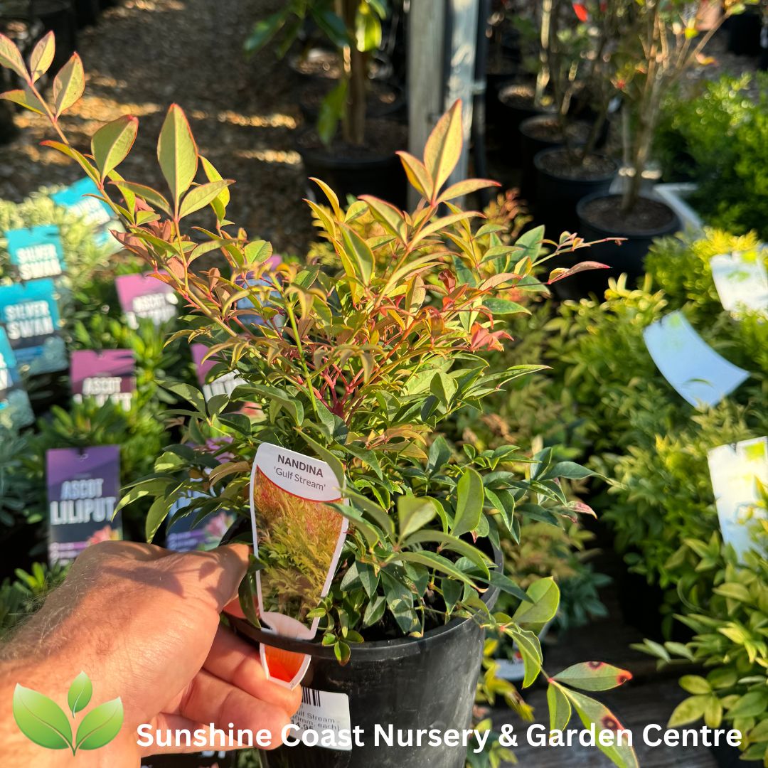 Nandina domestica Gulf Stream