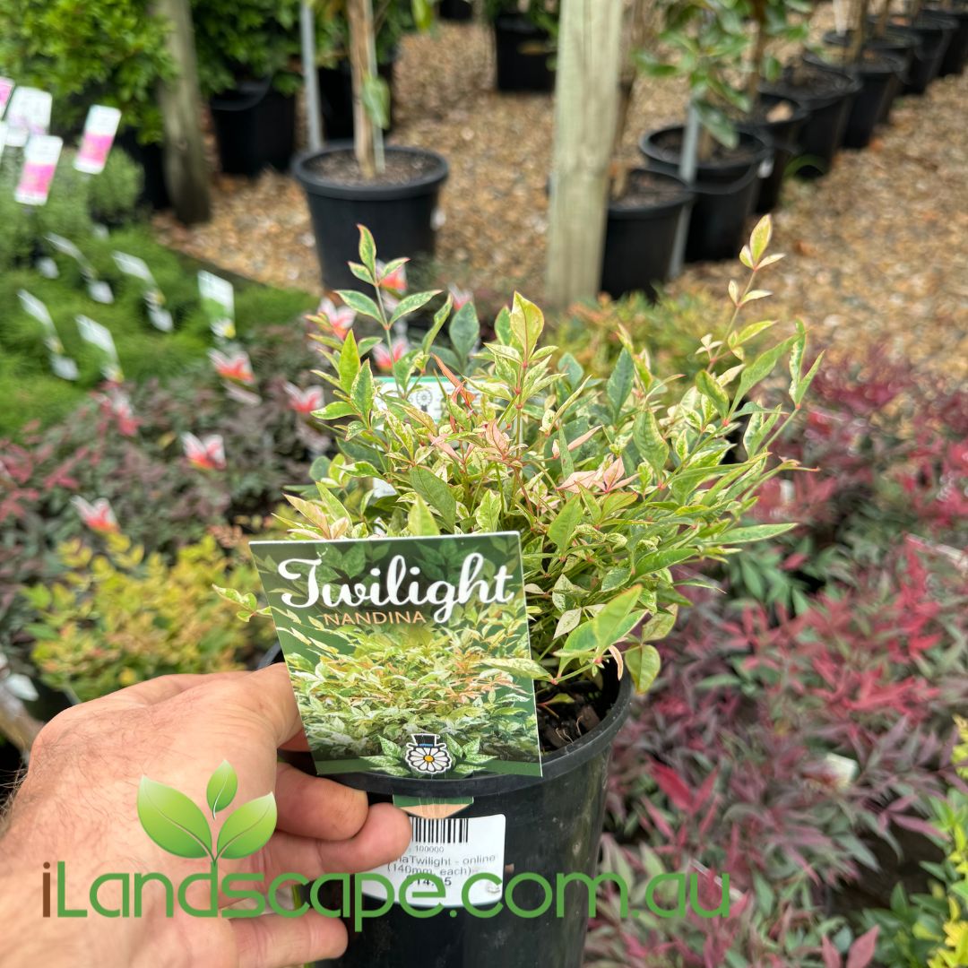 Nandina Twilight