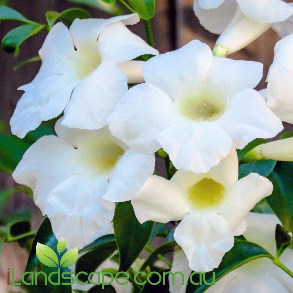 Pandorea jasminoides Alba