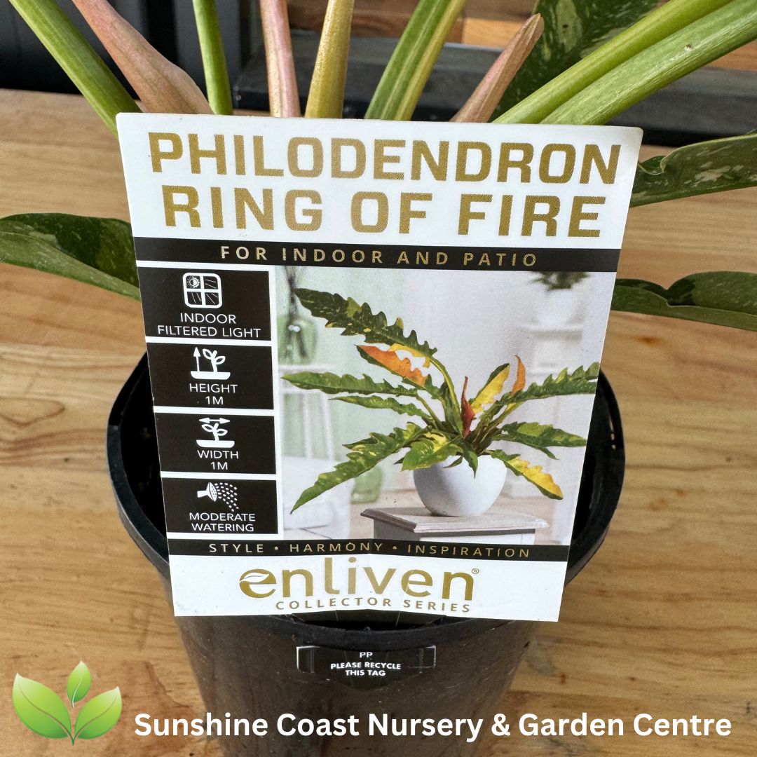 Enliven - Philodendron serratum Ring of fire