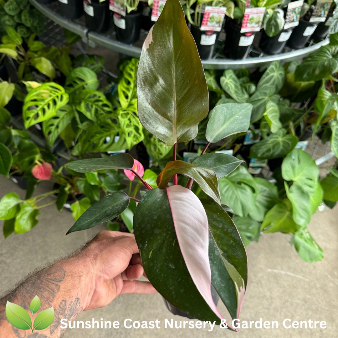 Enliven - Philodendron erubescens Pink Princess