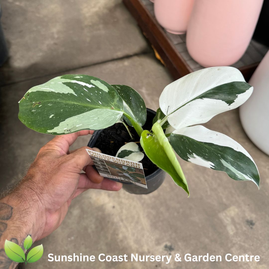 Enliven - Philodendron erubescens White Wizard