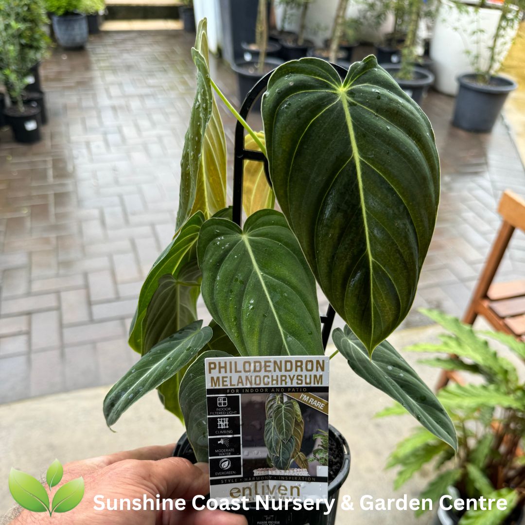 Enliven - Philodendron melanochrysum