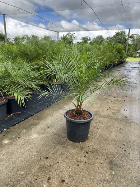 Phoenix roebelenii - Dwarf Date Palm